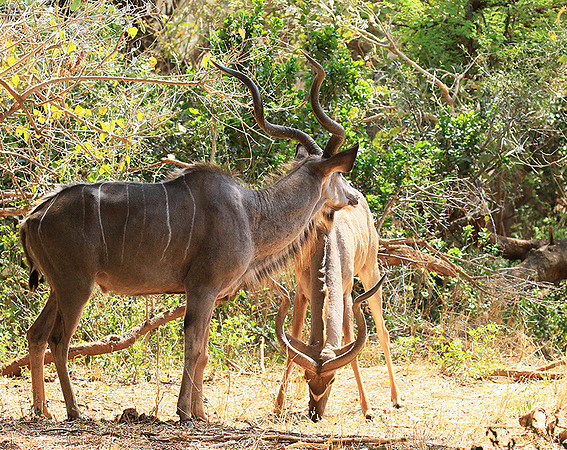 At Kruger NP