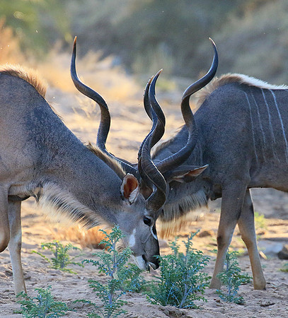 Timbavati private game reserve