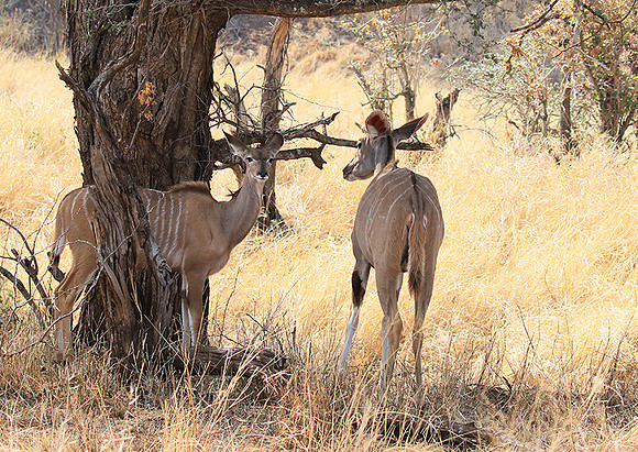 At Kruger NP
