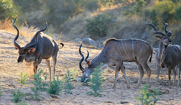 Timbavati private game reserve
