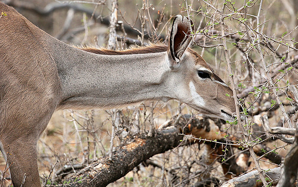 At Madikwe game reserve