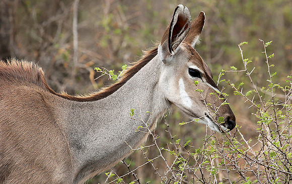 At Madikwe game reserve
