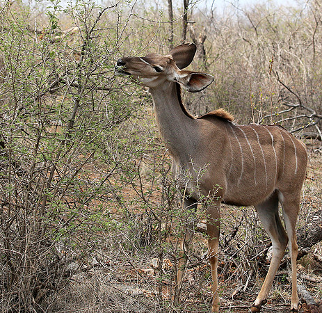 At Madikwe game reserve