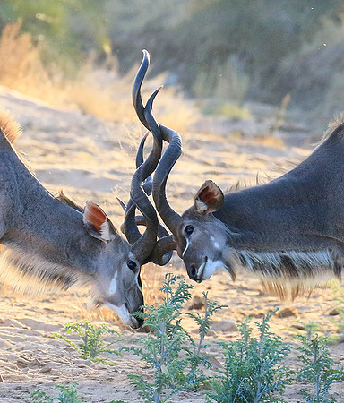 Timbavati private game reserve