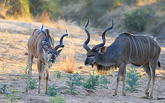 Timbavati private game reserve