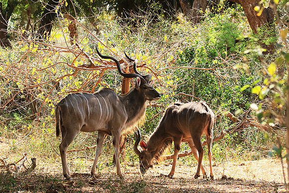 At Kruger NP