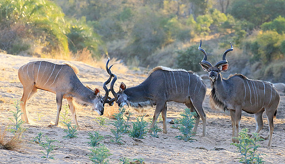 Timbavati private game reserve