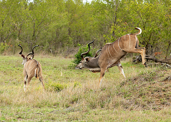 At mala Mala game reserve