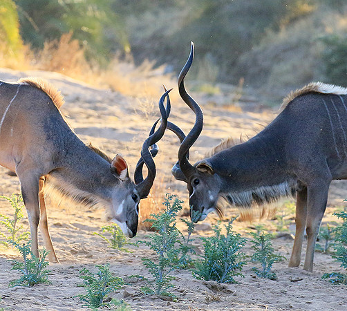 Timbavati private game reserve