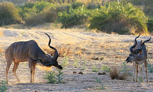 Timbavati private game reserve