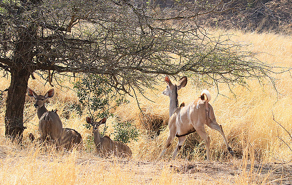 At Kruger NP