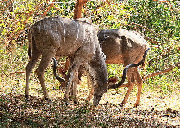 At Kruger NP