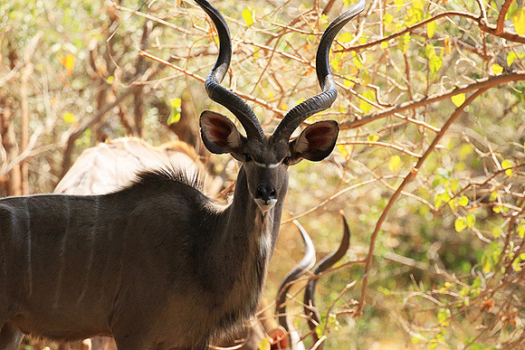 At Kruger NP