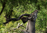 At Lion Sands