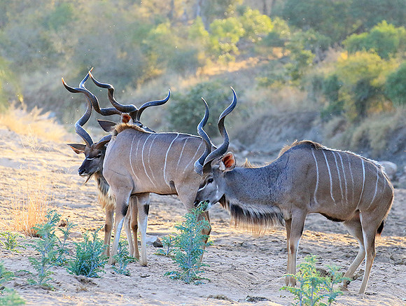 Timbavati private game reserve