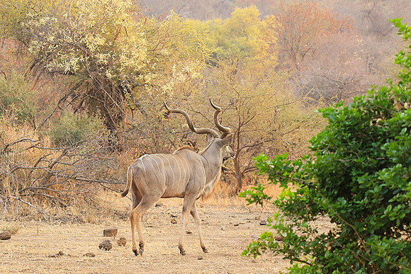 At Kruger NP
