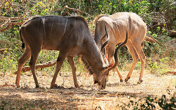 At Kruger NP