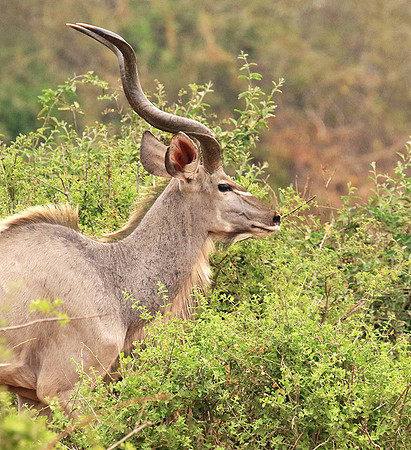 At Kruger NP