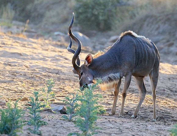 Timbavati private game reserve