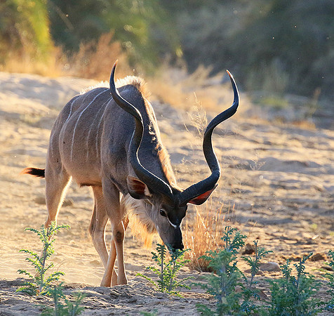 Timbavati private game reserve