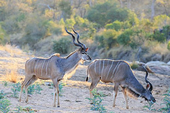 Timbavati private game reserve