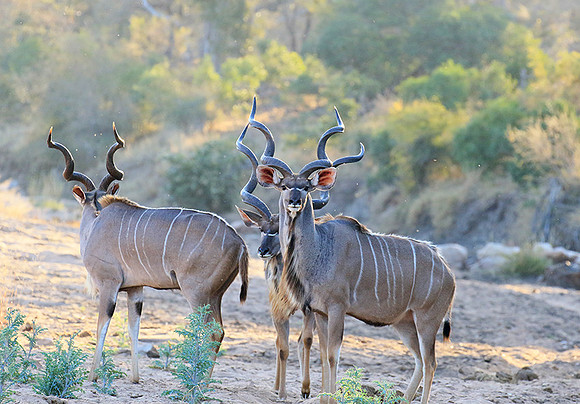 Timbavati private game reserve