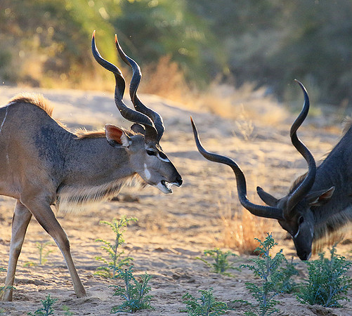 Timbavati private game reserve