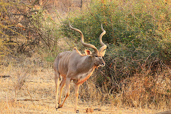 At Kruger NP