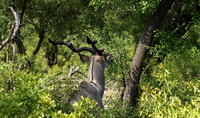At Lion Sands