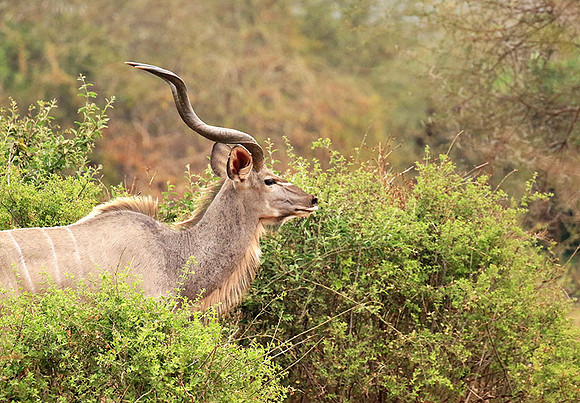 At Kruger NP