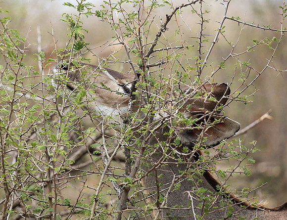 At Madikwe game reserve