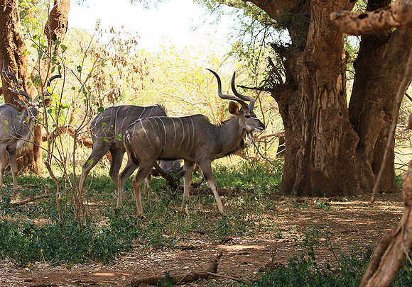 At Kruger NP