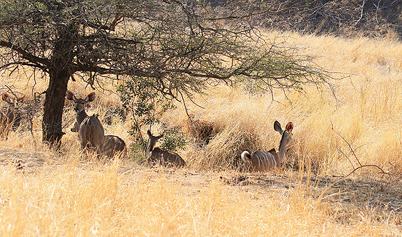 At Kruger NP