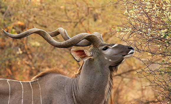 At Kruger NP