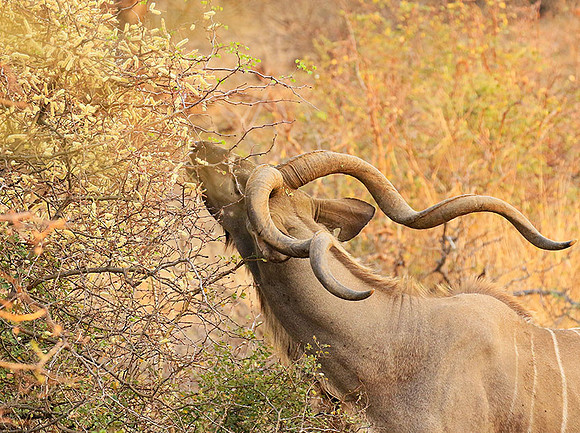 At Kruger NP