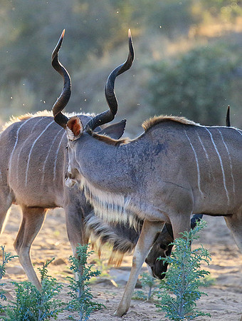 Timbavati private game reserve