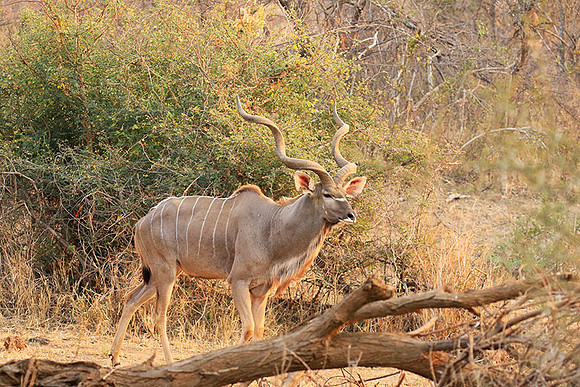 At Kruger NP