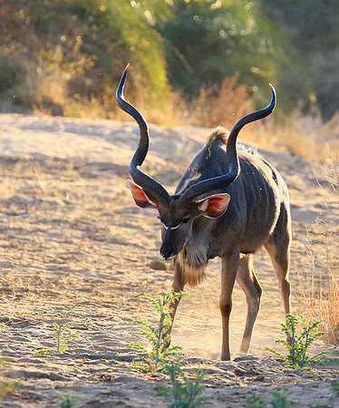 Timbavati private game reserve