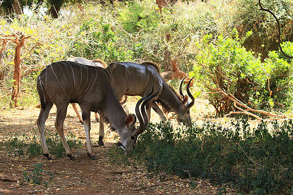 At Kruger NP