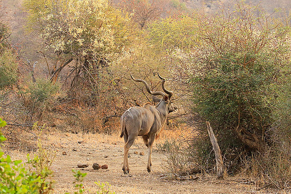 At Kruger NP