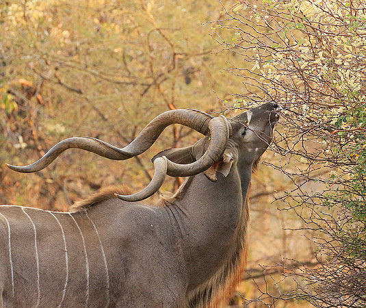 At Kruger NP