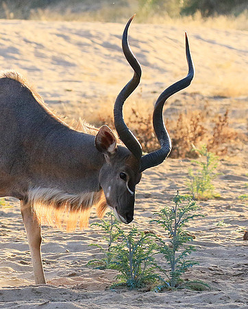 Timbavati private game reserve