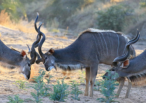 Timbavati private game reserve