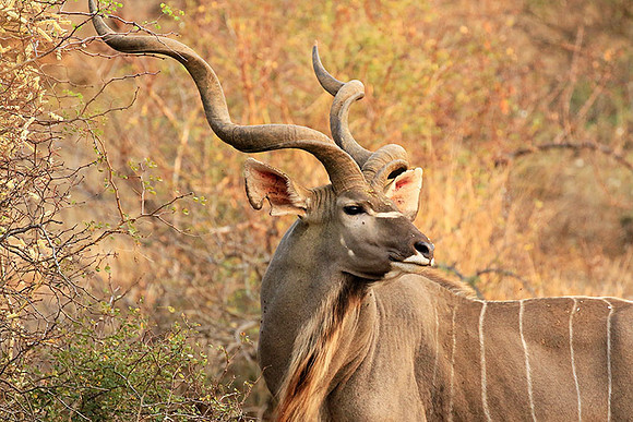 At Kruger NP