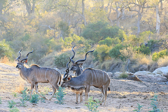 Timbavati private game reserve