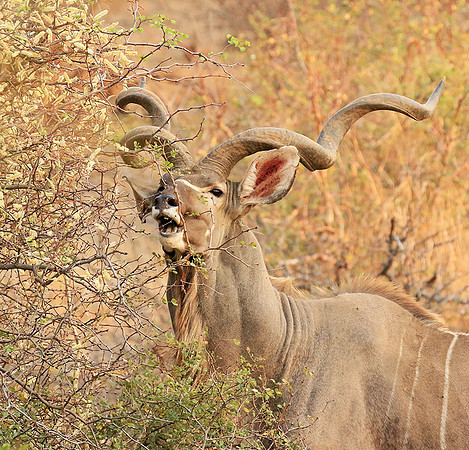 At Kruger NP