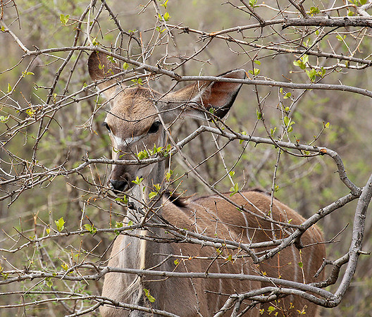 At Madikwe game reserve
