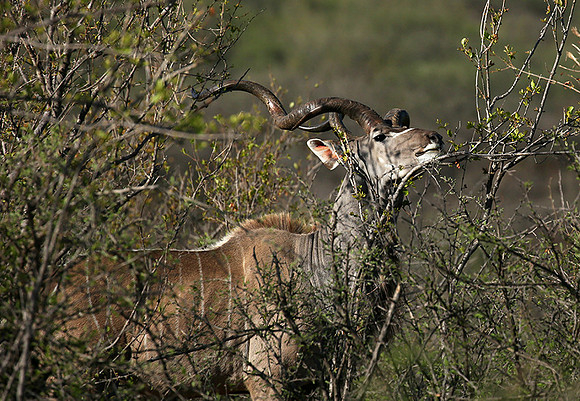 At Madikwe game reserve