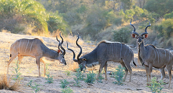 Timbavati private game reserve
