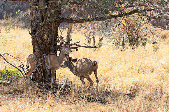 At Kruger NP